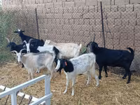Țap, Saanen goat — foto 3