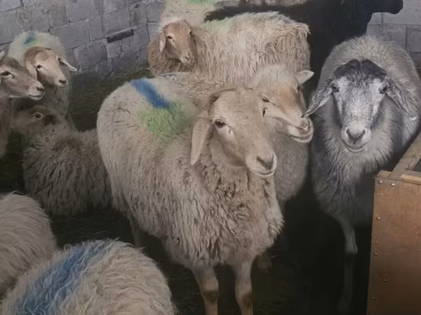 Oaie, Tian-Shan semifinewool sheep