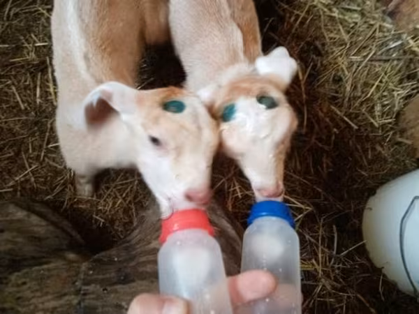 Ziegenbock, Ziegen