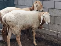 Qoʻchqor, Arashan sheep — 4-rasm