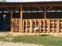 Widder, Edilbay sheep — Foto 5