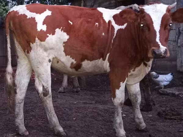 Vacă, Bovine — Republica Moldova