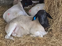 Carnero, Dorper sheep — foto 4