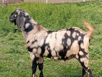 Țap, Nubian Goat — foto 1