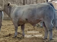 Bou, Charolais cattle — foto 6