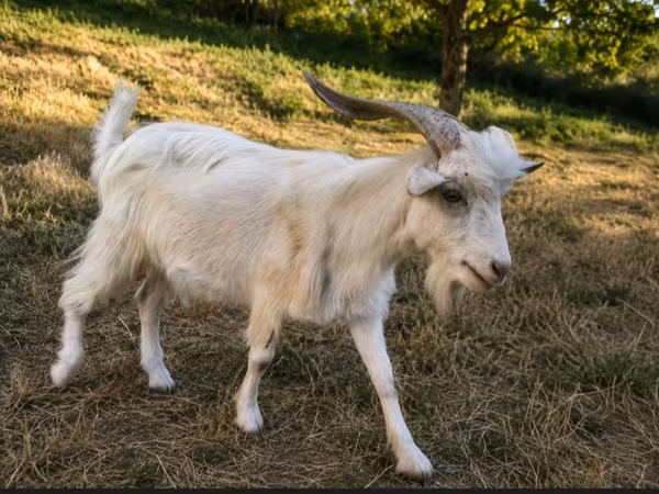 Țap, Capre