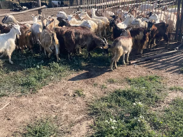 Țap, Capre — Republica Moldova