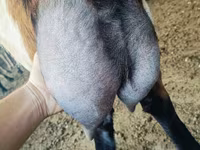 تيس, Nubian Goat — الصورة 1