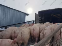 मादा सूअर, Крупная белая — फ़ोटो 3