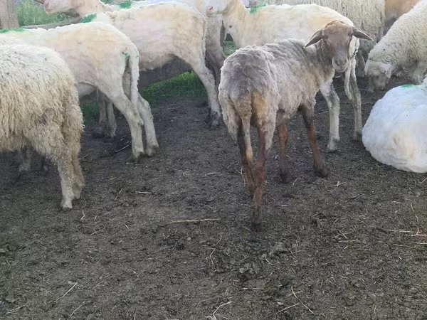 Sheep, Sheep — Moldova