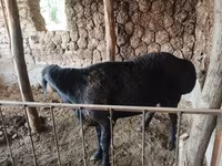 Ram, Red Karaman sheep — photo 4