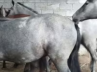 Cal, Horse breed — foto 3