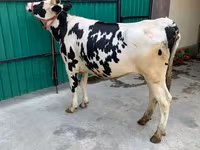 Vacă, Rasa Holstein — foto 5