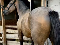 Cal, French Trotter — foto 3
