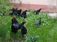 मॉस्को ब्लैक — फ़ोटो 6