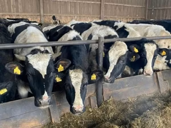 İnək, Russian Black pied cattle