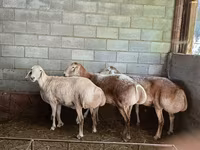 نعجة, Afghan Arabi sheep — الصورة 4