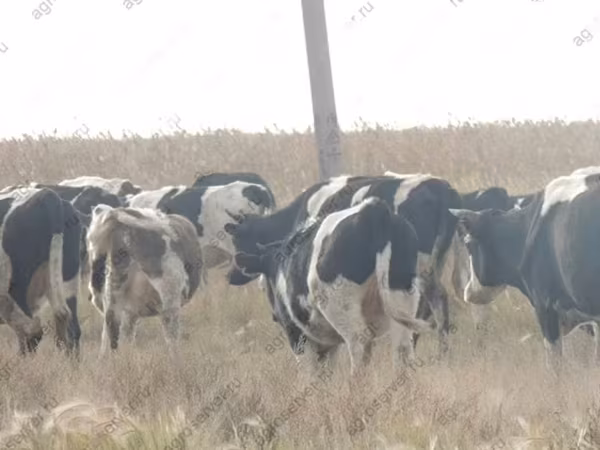 Toro, Raza Holstein