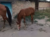 Stute, Thoroughbred horse — Foto 5