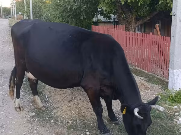 Cow, Cattle — Moldova