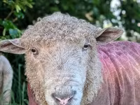 Berbec, Precoce sheep — foto 7