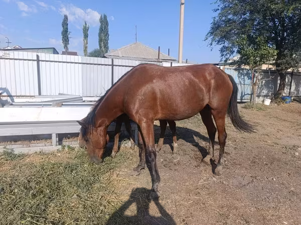 Stute, Thoroughbred horse