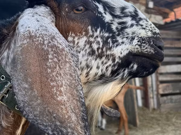 बकरा, Nubian Goat — मॉल्डोवा