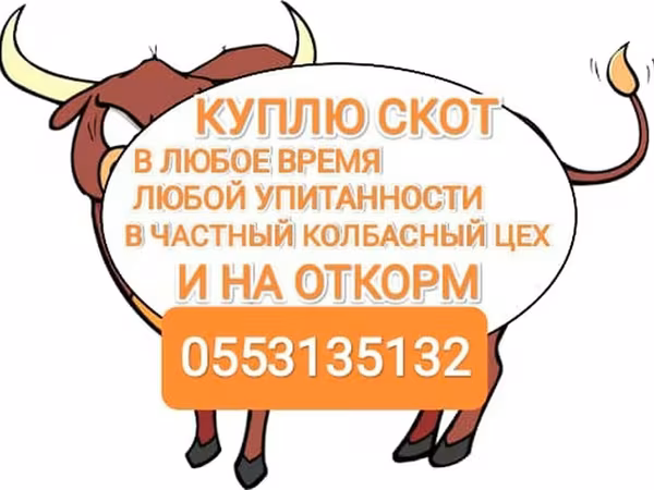 Bou, Bovine