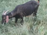 Capră, Nubian Goat — foto 2