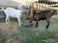 Capră, Saanen goat — foto 1
