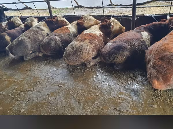 公牛, Cattle — 摩尔多瓦