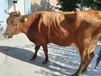 Vacă, Red Estonian cattle — foto 1