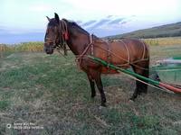 Égua, Cavalos — foto 2