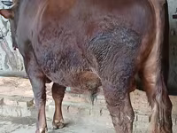 ثور, البقرة الحمراء السهوبية — الصورة 1
