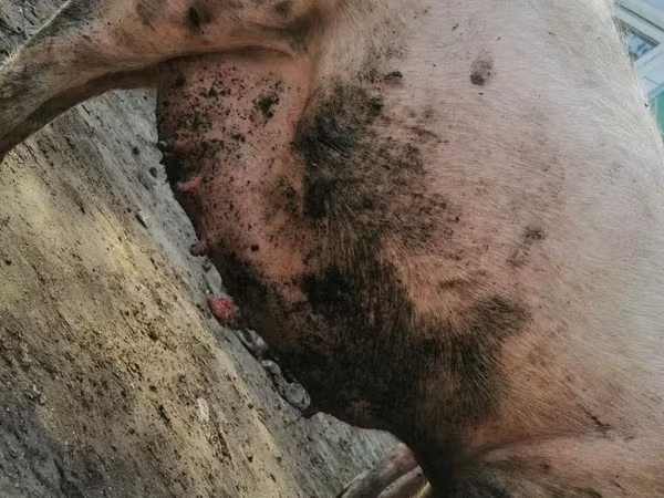 Scroafă, Porci — Republica Moldova