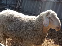 Berbec, Assaf sheep — foto 2
