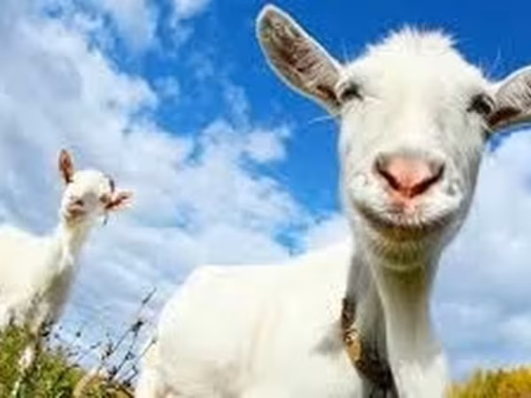 公山羊, Goats — 摩尔多瓦