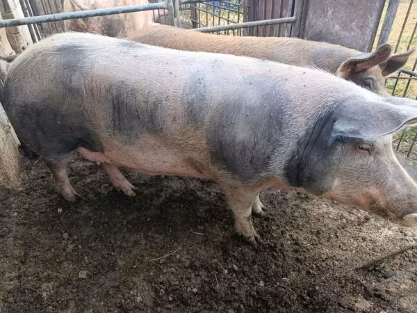 Scroafă, Porci — Republica Moldova