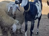 عنزة, Nubian Goat — الصورة 3