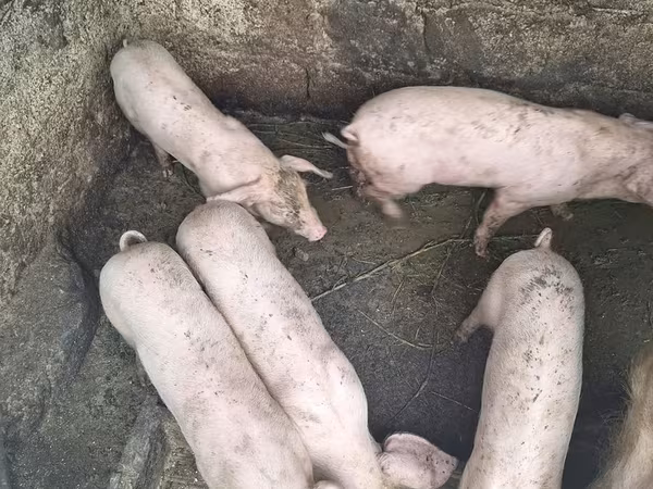 Eber, Schweine — Republik Moldau
