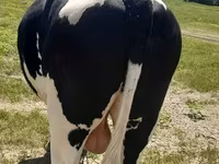 公牛, Holstein breed — 照片 3