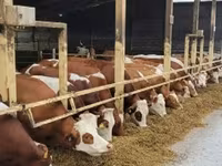 İnək, Simmental cattle — foto 2