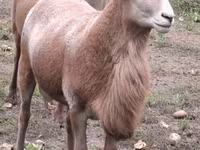 Berbec, Katum sheep — foto 6