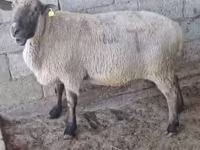 Qoç, Hampshire sheep — foto 2