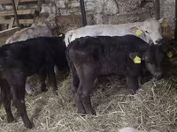 ثور, Simmental cattle — الصورة 1