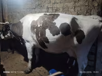 Cow, Holstein breed — photo 3