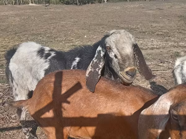 Țap, Nubian Goat