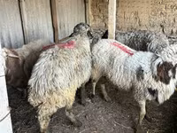 公羊, Sheep — 照片 1
