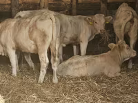 Cow, Charolais cattle — photo 1