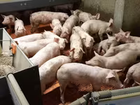 Porca, Porcos — foto 6